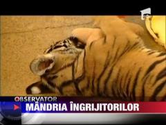 Micul tigru Pi, mandria ingrijitorilor