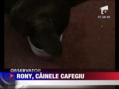Rony, cainele cafegiu