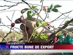 Fructe bune de export