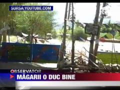 Magarii o duc bine... in India