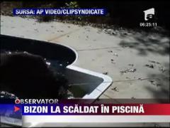 Bizon la scaldat in piscina