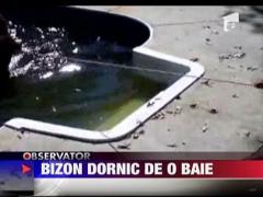Bizon dornic de baie