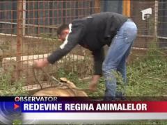 Karla , o leoaica de 2 ani crescuta de un roman eliberata in Africa