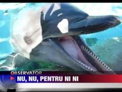 Nu, nu, pentru Ni Ni