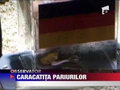 Paul, caracatita pariurilor