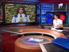 Tanarul aradean, de negasit