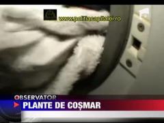 Plante de cosmar