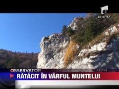Ratacit in varful muntelui