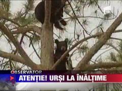 Atentie! Ursi la inaltime