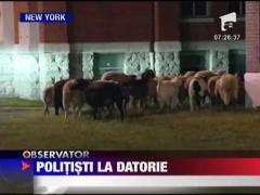 Politistii din SUA la datorie
