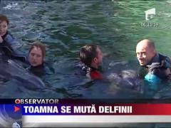 Delfini Ni-Ni, Pei-Pei si Chen-Chen s-au mutat in casa noua