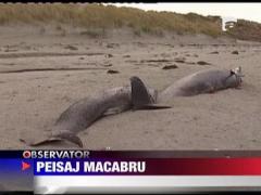 Peisaj macabru! 35 de balene moarte pe tarm