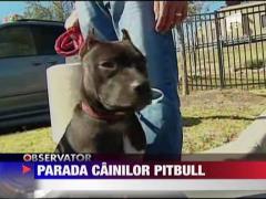 Parada cainilor pitbull