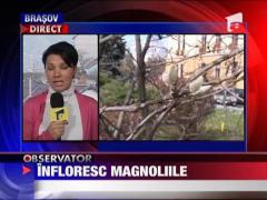 Infloresc magnoliile