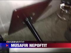 Cerbul, musafir nepoftit in bar