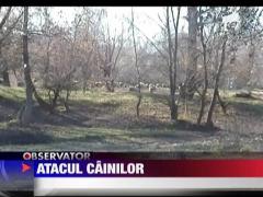 O haita de caini terorizeaza un sat din Strehaia