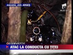 Doi barbati din Arges au fost surprinsi in timp ce furau titei