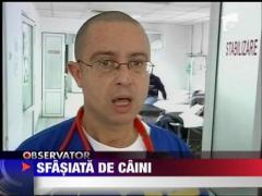 Femeie sfasiata de caini