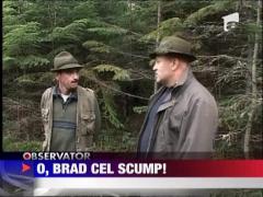 Brazii de Craciun au fost deja scosi la vanzare