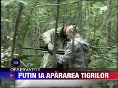 Putin ia apararea tigrilor