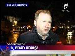 O, brad urias! Gigant la Brasov