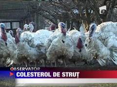 Colesterol de strut