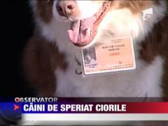 Atentie pasari, trec avioane!