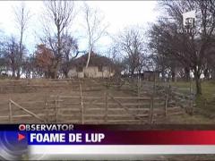 Un lup singuratic a bagat spaima intr-un sat din Maramures