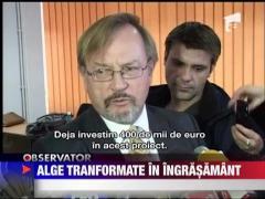 Alge transformate in ingrasamant