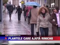 Plantele care ajuta rinichii