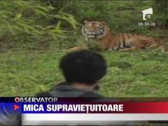 Mica supravietuitoare