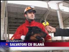 Salvatori cu blana