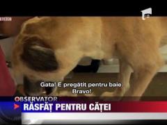 Rasfat pentru catei