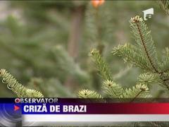 Criza de brazi