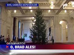 O, brad ales! Craciunul la Palatul Parlamentului