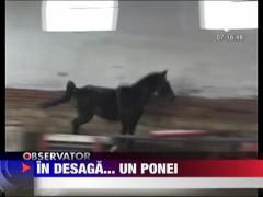 Mos Craciun poate aduce in desaga... un ponei