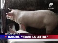 Mai sunt cateva zile pana la Ignat, dar unii gospodari s-au apucat de treaba