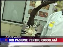 Din pasiune pentru ciocolata