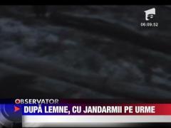 Hot prins la furat de lemne