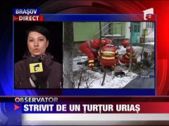 Strivit de un turtur urias