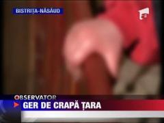 Ger de crapa tara