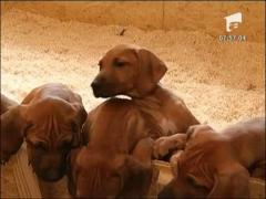 O catelusa din Germania a adus pe lume 17 pui