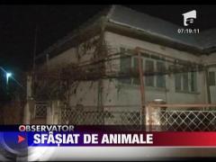 Sfasiat de animale
