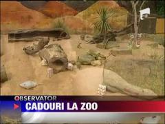 Cadouri la gradina zoologica