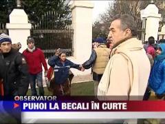 Puhoi la Becali la curte