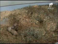 Gradina zoologica din Washington are doua noi vedete