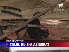 Caruta spulberata pe sosea