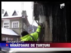 Vanatoarea de turturi