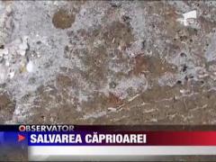 Salvarea caprioarei