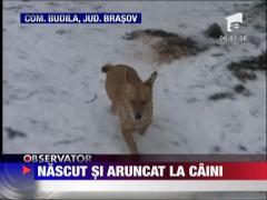 Descoperire macabra in satul Budila